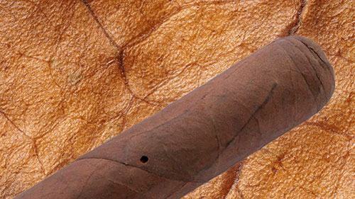 Tabakkäfer - Feind unserer Zigarren